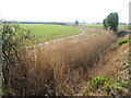 A drainage ditch near Bourton in BS22 7YA