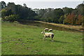 Sheep near Rushlake Green in TN21 9QD