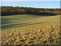 Field and woodland near Northend in RG9 6LQ