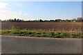 Field by Newmarket Road, Barton Mills in IP28 6AZ