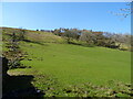 Hillside grazing, Whit Beck in LA10 5NT