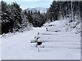 Log pile in Struie Wood in IV24 3DL