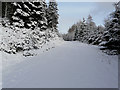Forestry road in Struie Wood in IV24 3DL