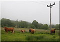Cattle, by Culnakirk in IV63 6XS