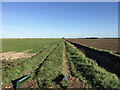 Footpath, Byall Fen in Chatteris North & Manea Ward