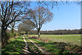 Bridleway near Sleeper's Copse in Ashford Hill