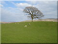 Sheep grazing and tree near Drybeck Farm in LA6 2EY