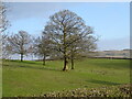 Grazing and trees near Ingmire Hall in LA10 5HW