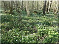 Wood anemones in Hole Wood in TN20 6UR