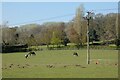 Pasture. Chieveley in RG18 9DR
