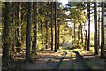 Track through woodland, Hawley in Blackwater and Hawley