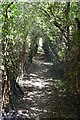 Narrow enclosed bridleway in BR2 6HU