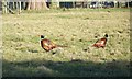 Cock Pheasants in SP5 5QE