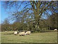 Sheep in Rushmoor Park in SP5 5QE