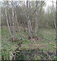 Woodland on coal mine waste in ML1 4XJ