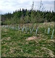 Young deciduous trees in ML6 7RP