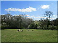 Sheep and the west end of Rabbit Spinney, Thornby in NN6 8SG