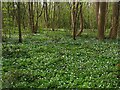 A carpet of wood anemones in S81 9QP
