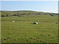 Sheep grazing near Plant End Farm in Lupton