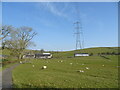 Grazing and power lines near Plant End Farm in Lupton