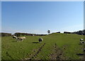 Sheep grazing near Hill Farm in Old Hutton and Holmescales