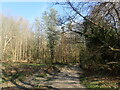 Footpath entering Banky Wood in TN20 6UP