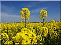 Oilseed rape flowers in S25 2PB