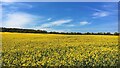Field of gold and sky of blue in S81 8DE
