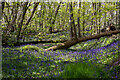 Bluebells in Norsey Wood in Billericay East Ward