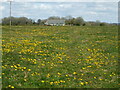 Dandelion field near Tytherington in GL12 8UQ