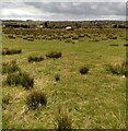 Rough grazing near Armadale in EH48 3BE