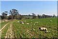 Sheep grazing on arable land south of Erwarton village in IP9 1LF