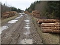 Logs, Holsworthy Woods in EX22 6RW