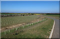 Newly planted trees in Godmanchester & Hemingford Abbots Ward