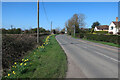 Daffodils by St Ives Road in PE27 5WA