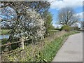 Blossom along the lay-by verge, A515 in DE13 7JZ