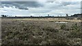 Ponds on boggy Thursley Common in GU8 6LN