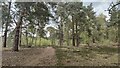 Thursley Common - Scotts Pine in GU8 6QA