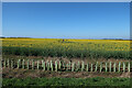 Oilseed rape by Silver Street in Godmanchester & Hemingford Abbots Ward