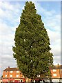 Lombardy Poplar, Everdon Road in CV6 4FQ