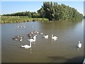 Swans on River Cam in CB7 5YG