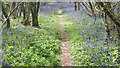 Path through bluebells in SO51 6FT