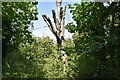 Dead looking tree, Blacklands in BR6 7JH