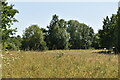 Grassland and woodland, High Elms in BR6 7JH
