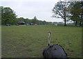 Ostrich in deer park north of Lady Constance Wood in L34 4AE