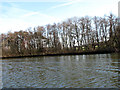 Tree-lined river bank in NR13 6HQ