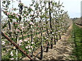 Apple orchards in early May in TN17 1LS