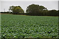 Field of brassicas in CB6 2UR