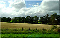 Cereal crop beside the A90, Finavon in DD8 3PX