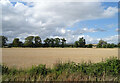 Cereal crop, Marcus in DD8 3QJ